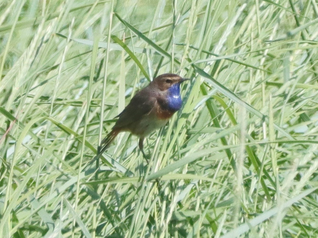 slavík modráček (ssp. cyanecula/namnetum) - ML620564204