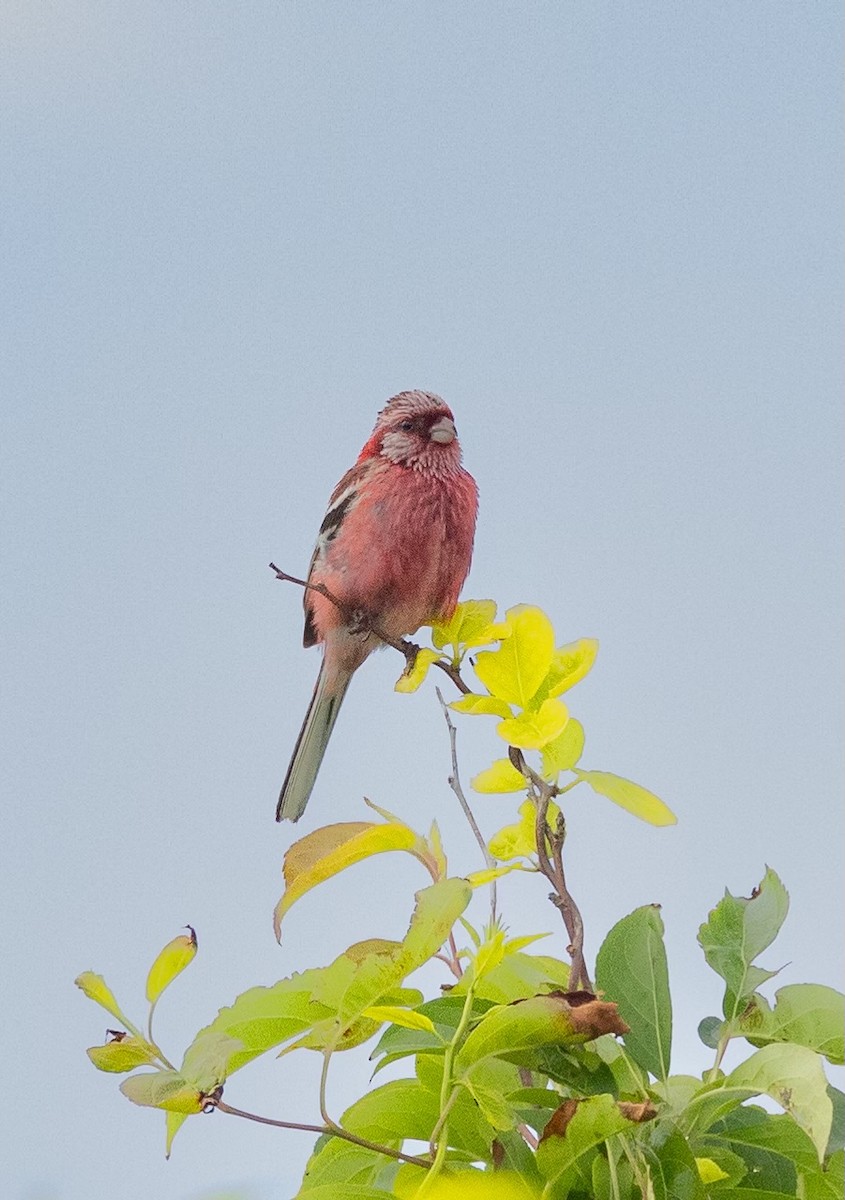 Long-tailed Rosefinch - ML620564208