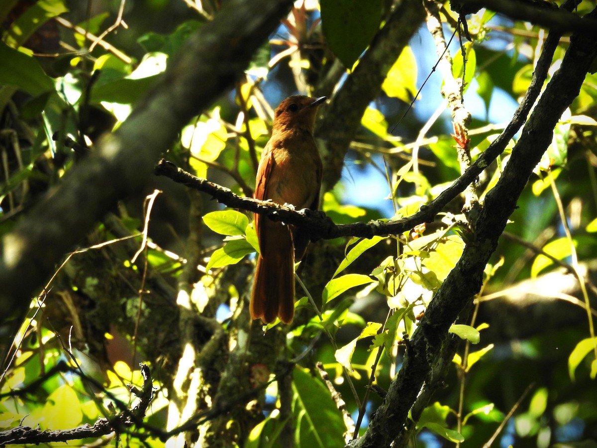 Rufous Mourner - Michael Weisensee