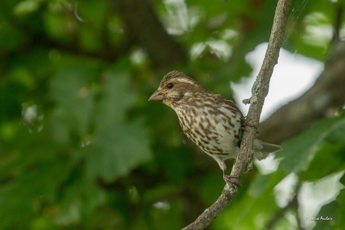 Purple Finch - ML620564219