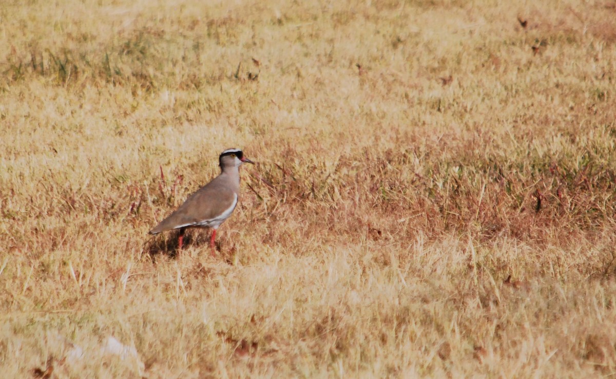 Crowned Lapwing - ML620564220