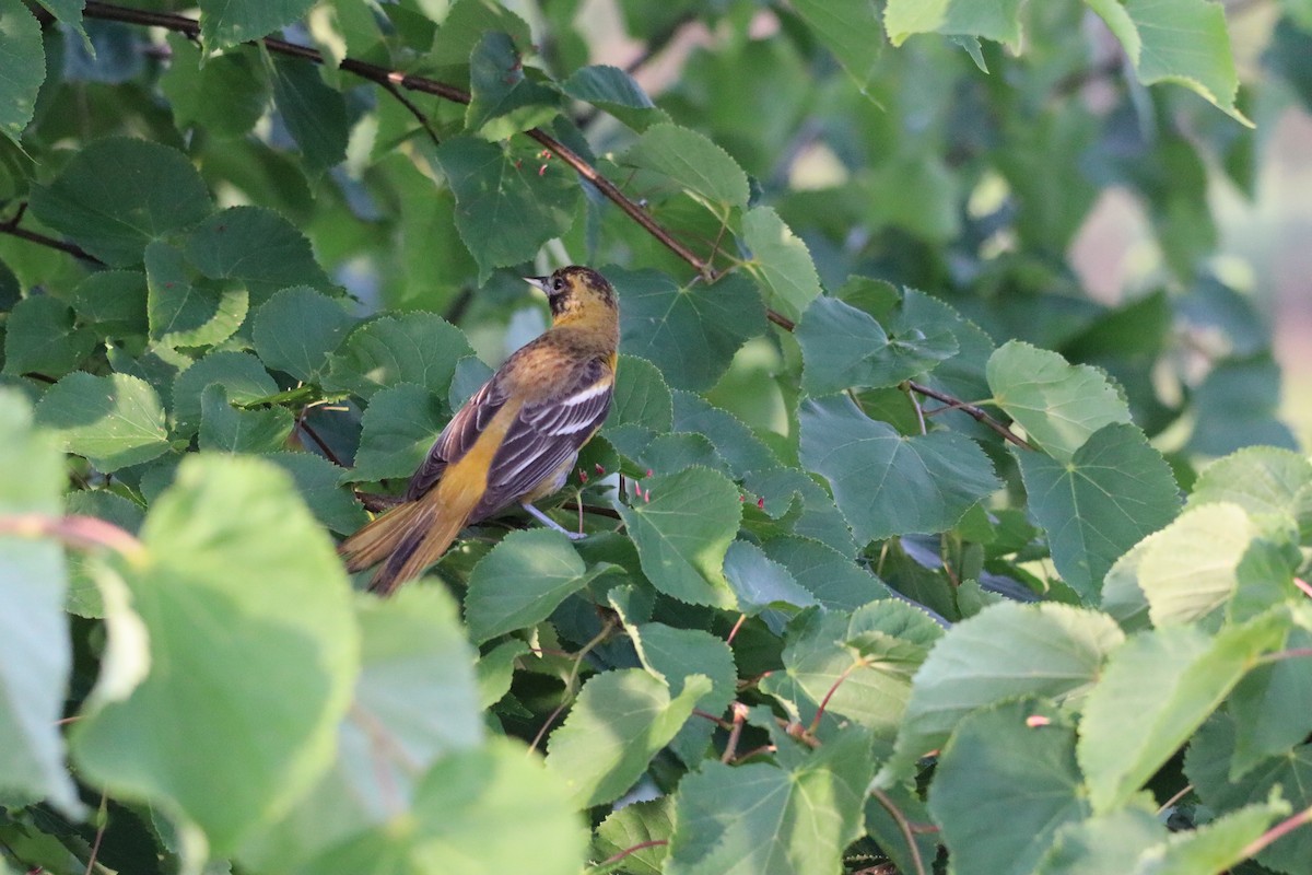 Oriole de Baltimore - ML620564223