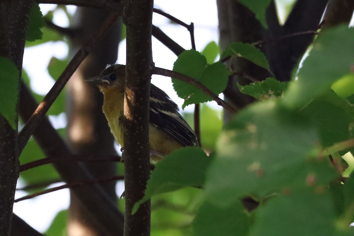 Baltimore Oriole - Liam Messier