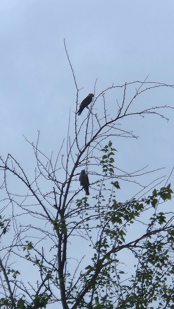 Mississippi Kite - ML620564231