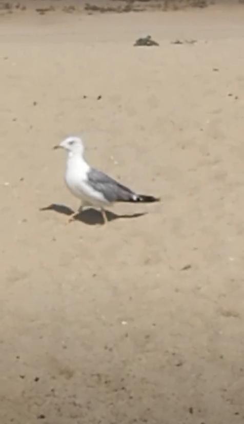 Yellow-legged Gull - Uroš Vasić