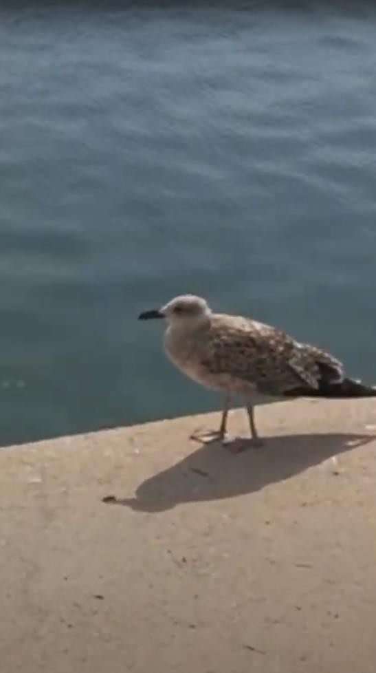 Yellow-legged Gull - ML620564233