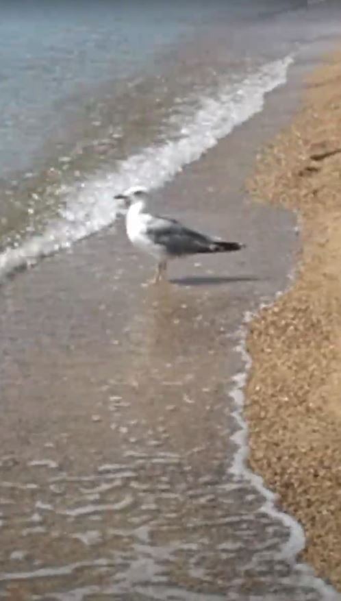 Yellow-legged Gull - ML620564234