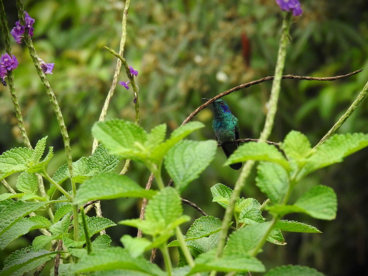 Berg-Veilchenohrkolibri - ML620564235