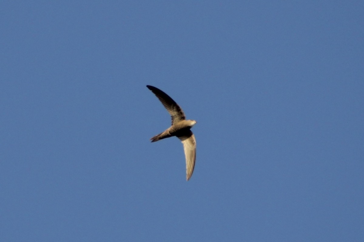 Pallid Swift - ML620564243