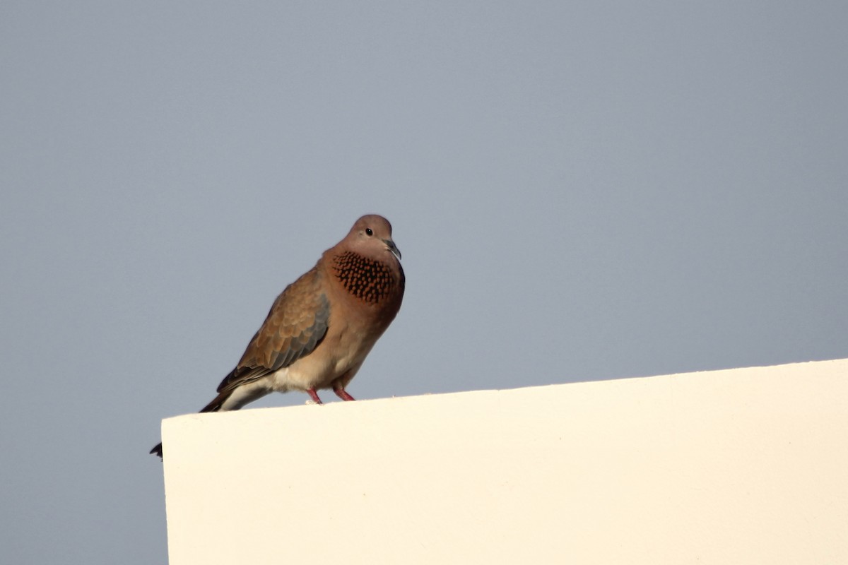 Laughing Dove - ML620564244