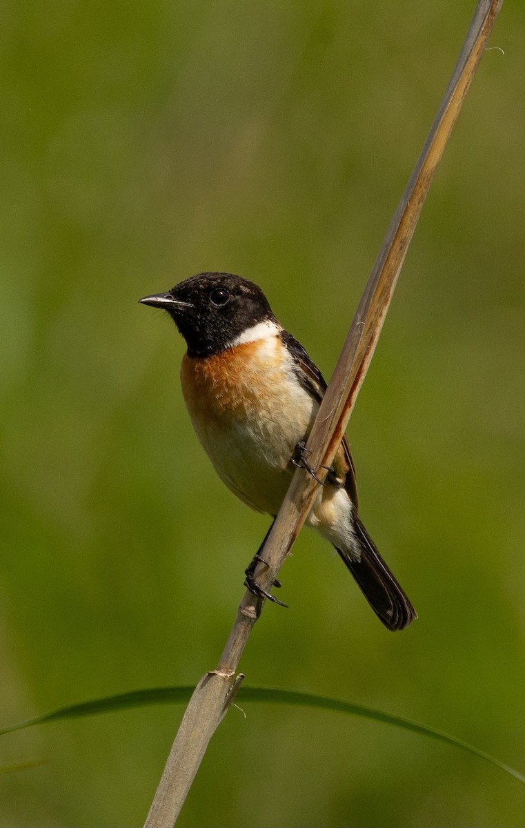 Amur Stonechat - ML620564247