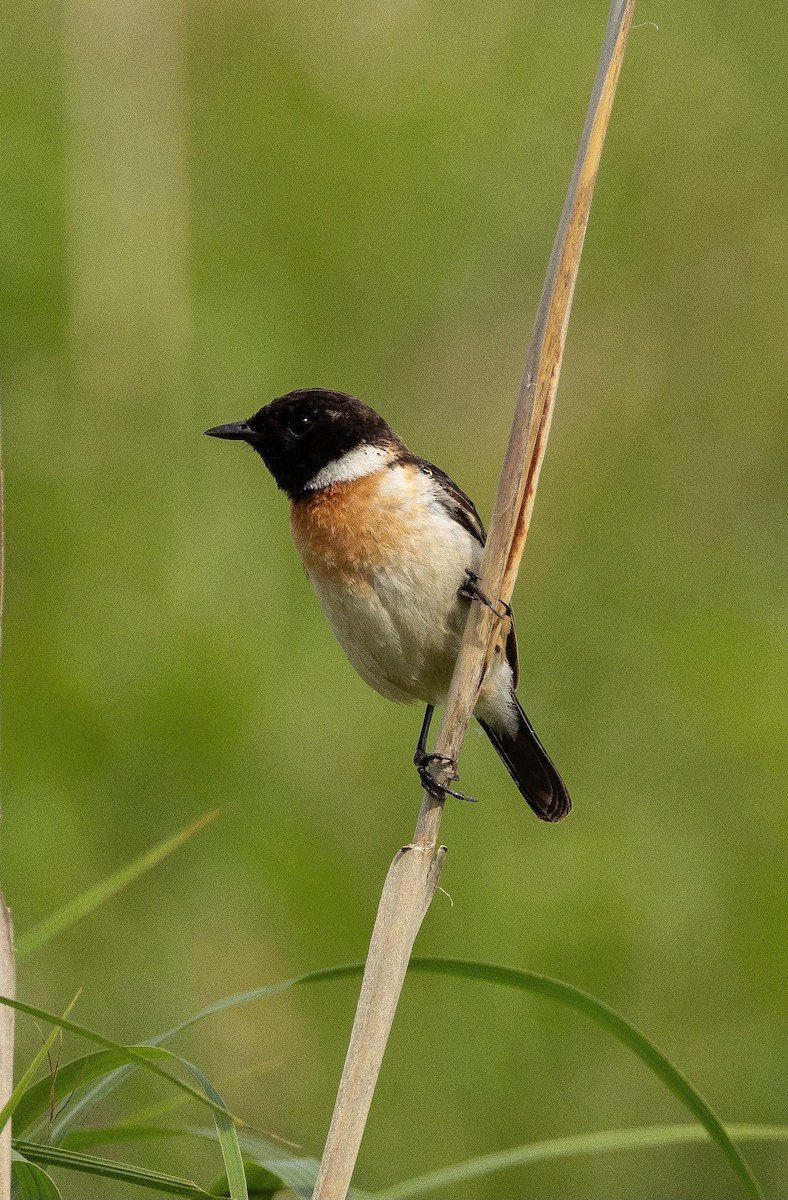 Amur Stonechat - ML620564248