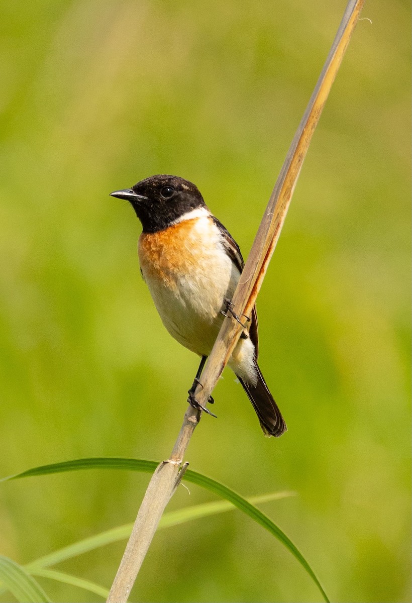 Amur Stonechat - ML620564249