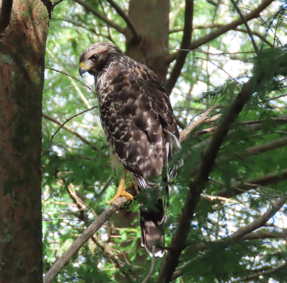 Red-shouldered Hawk - ML620564252