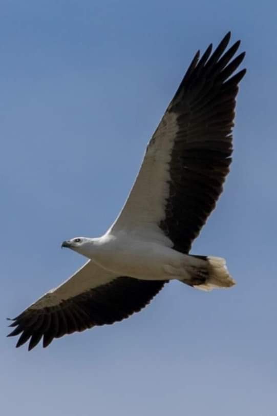 Белобрюхий орлан - ML620564258