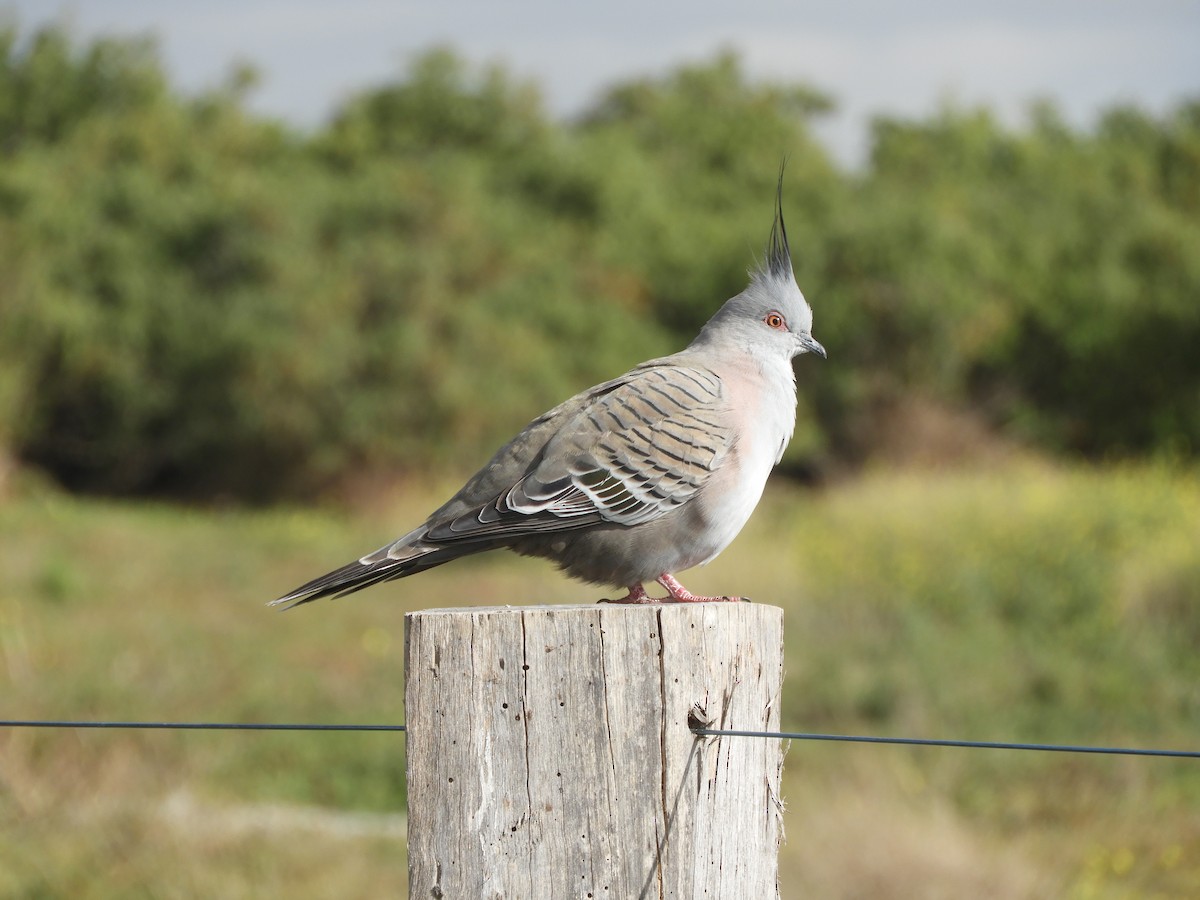 Crested Pigeon - ML620564277
