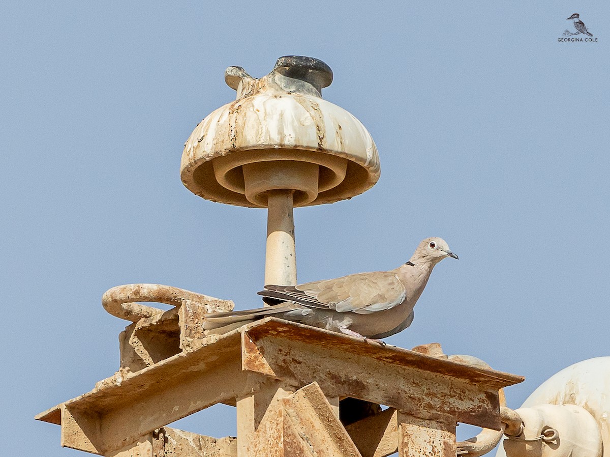 Eurasian Collared-Dove - ML620564281