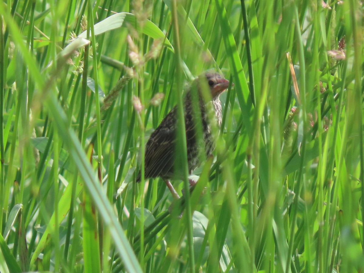 Red-winged Blackbird - ML620564282