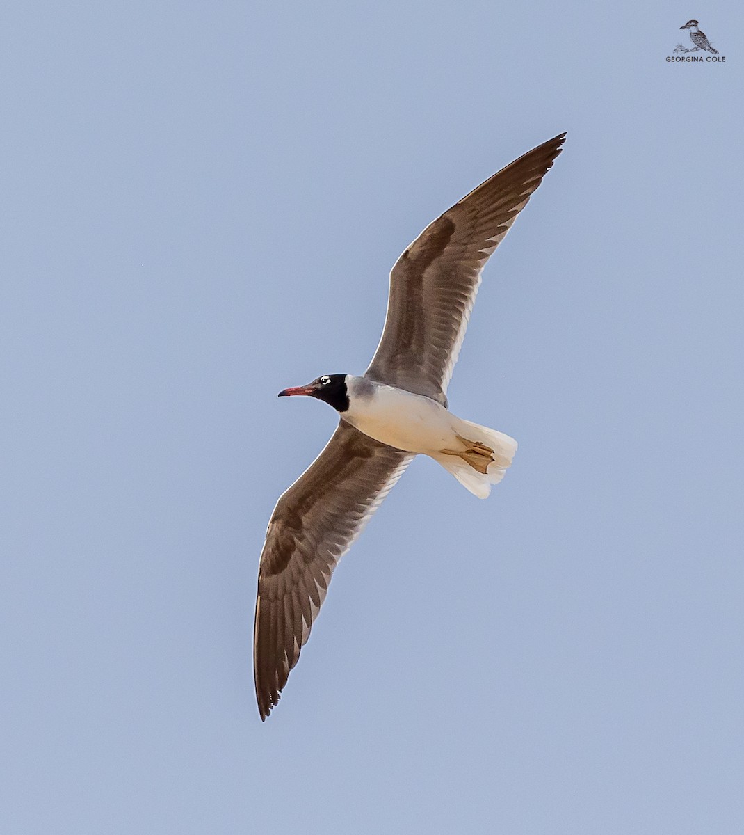 White-eyed Gull - ML620564284