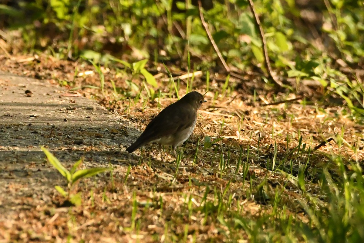 Swainson's Thrush - ML620564286