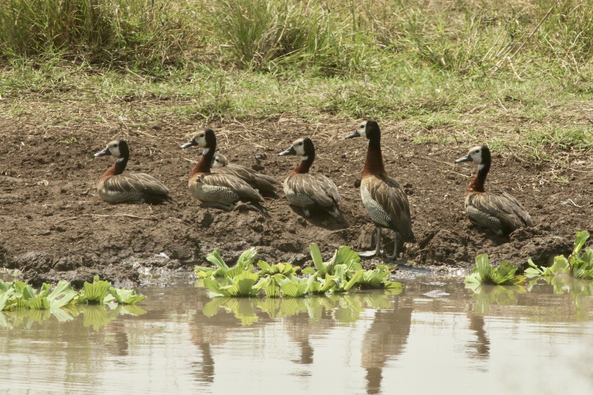 White-faced Whistling-Duck - ML620564288