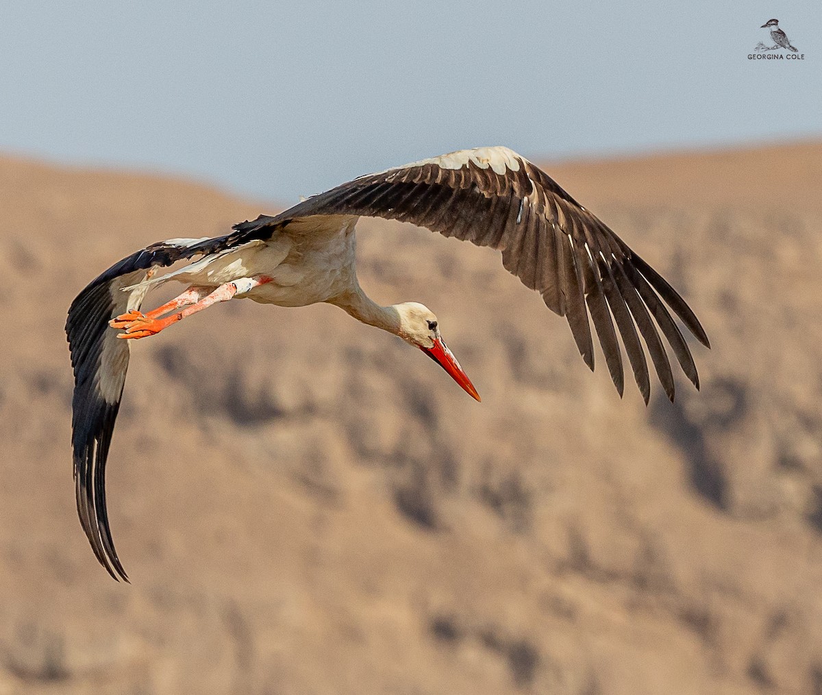 White Stork - ML620564293