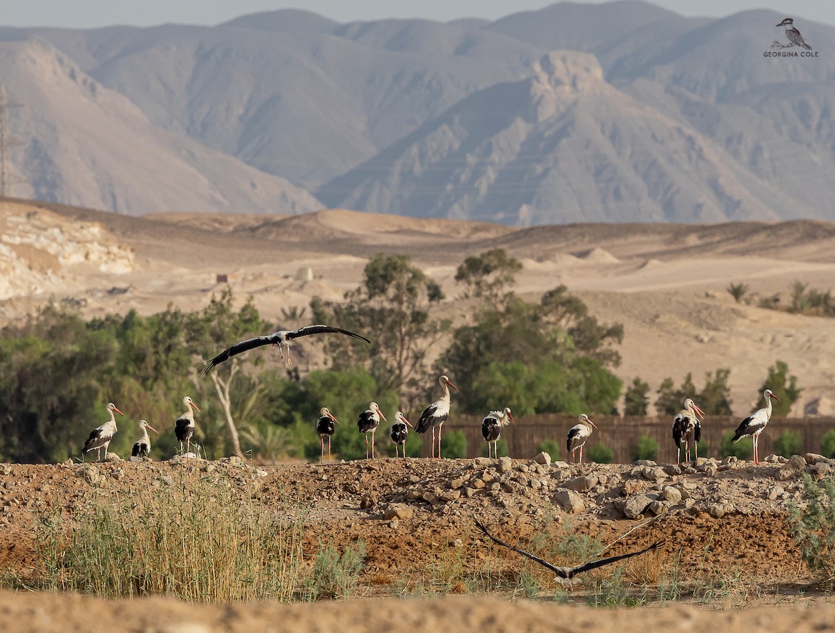 Cigüeña Blanca - ML620564295