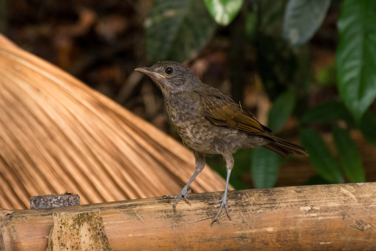 Pale-breasted Thrush - ML620564299
