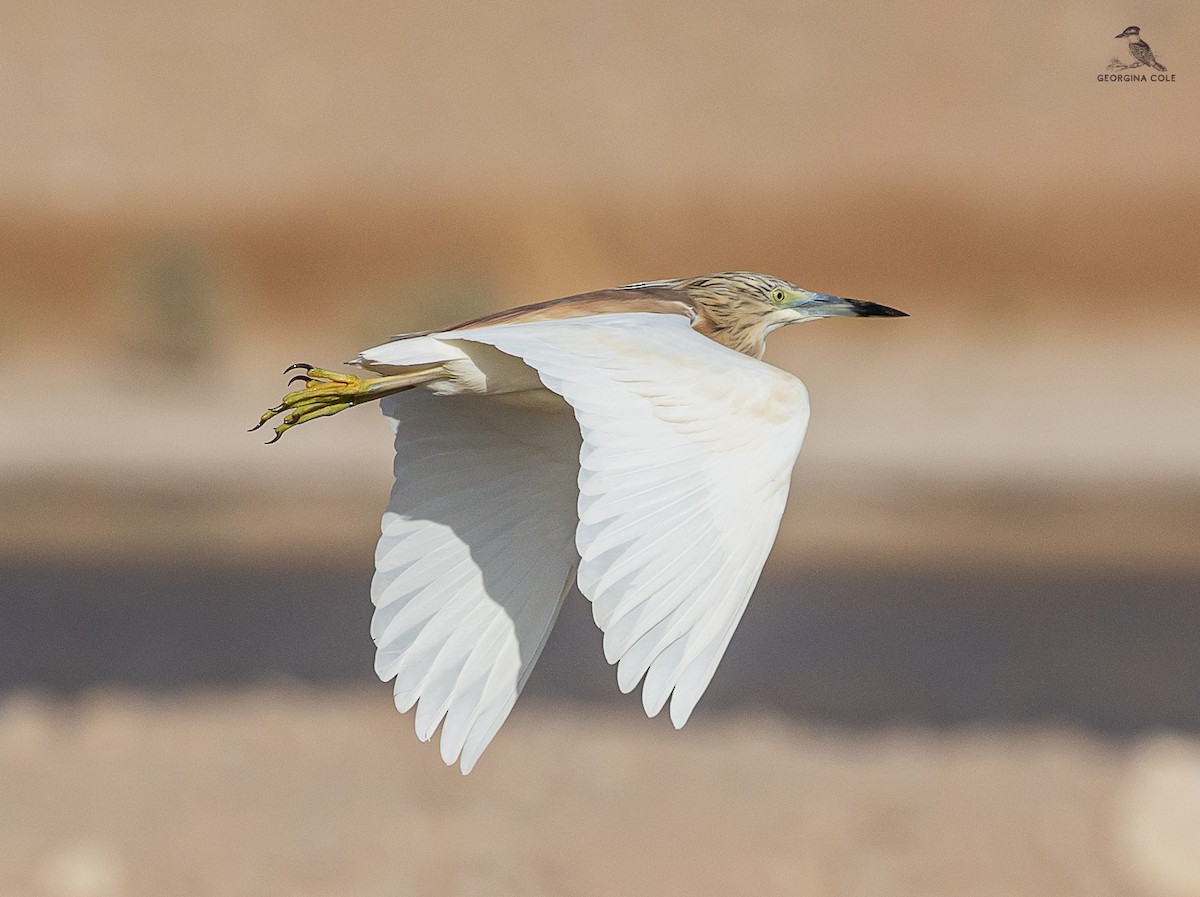 Squacco Heron - ML620564301