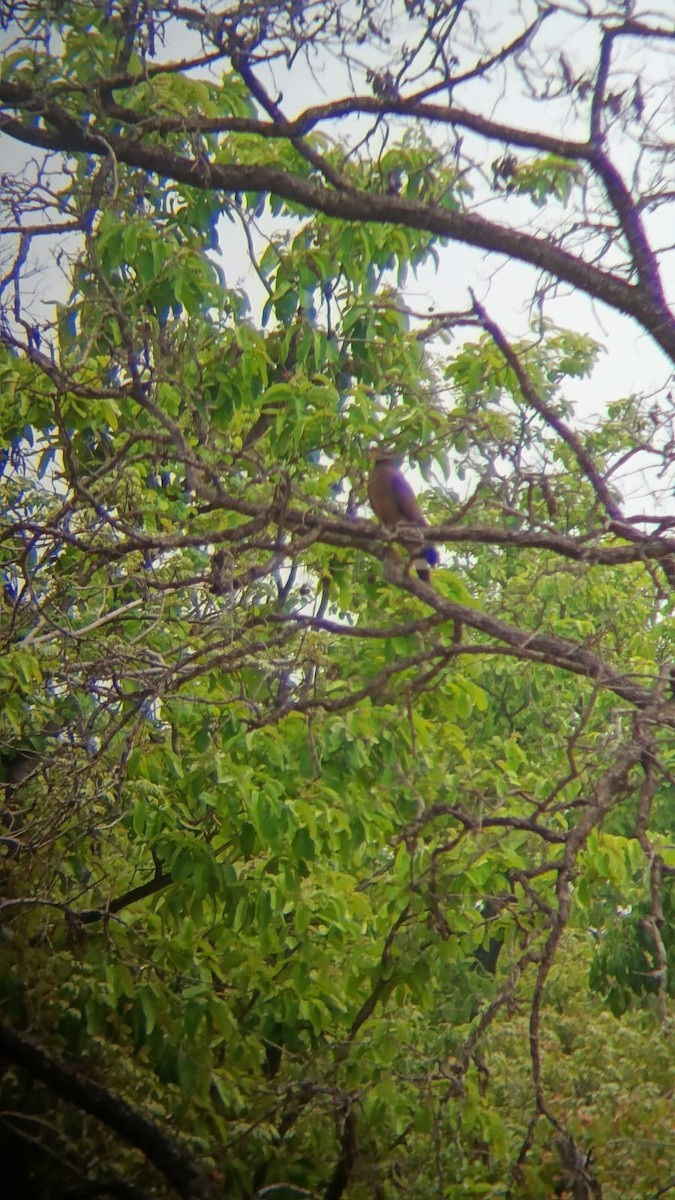 Crested Serpent-Eagle - ML620564308