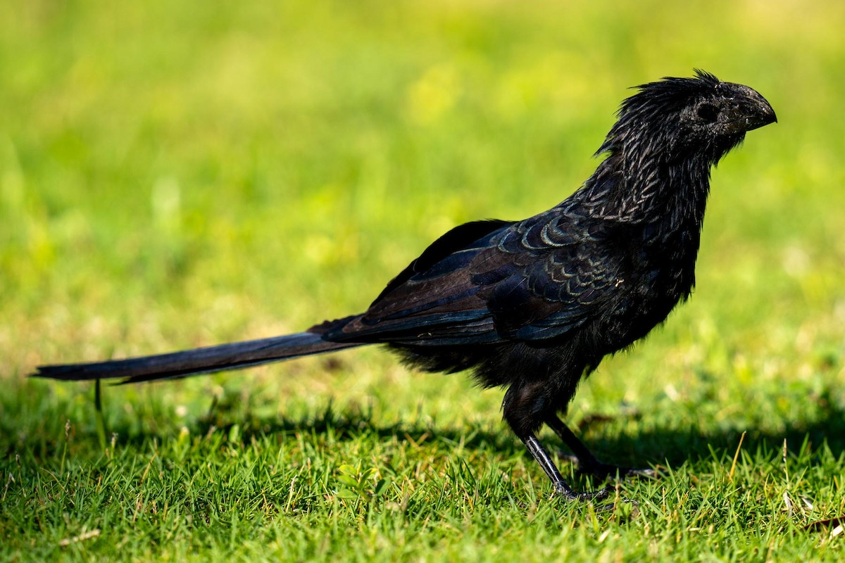 Smooth-billed/Groove-billed Ani - ML620564310