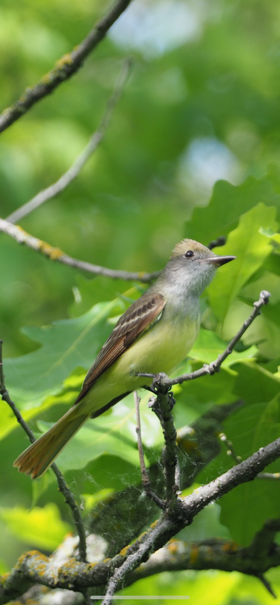 Great Crested Flycatcher - ML620564318