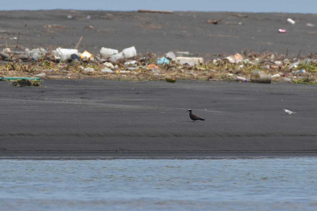 Black Noddy - ML620564333