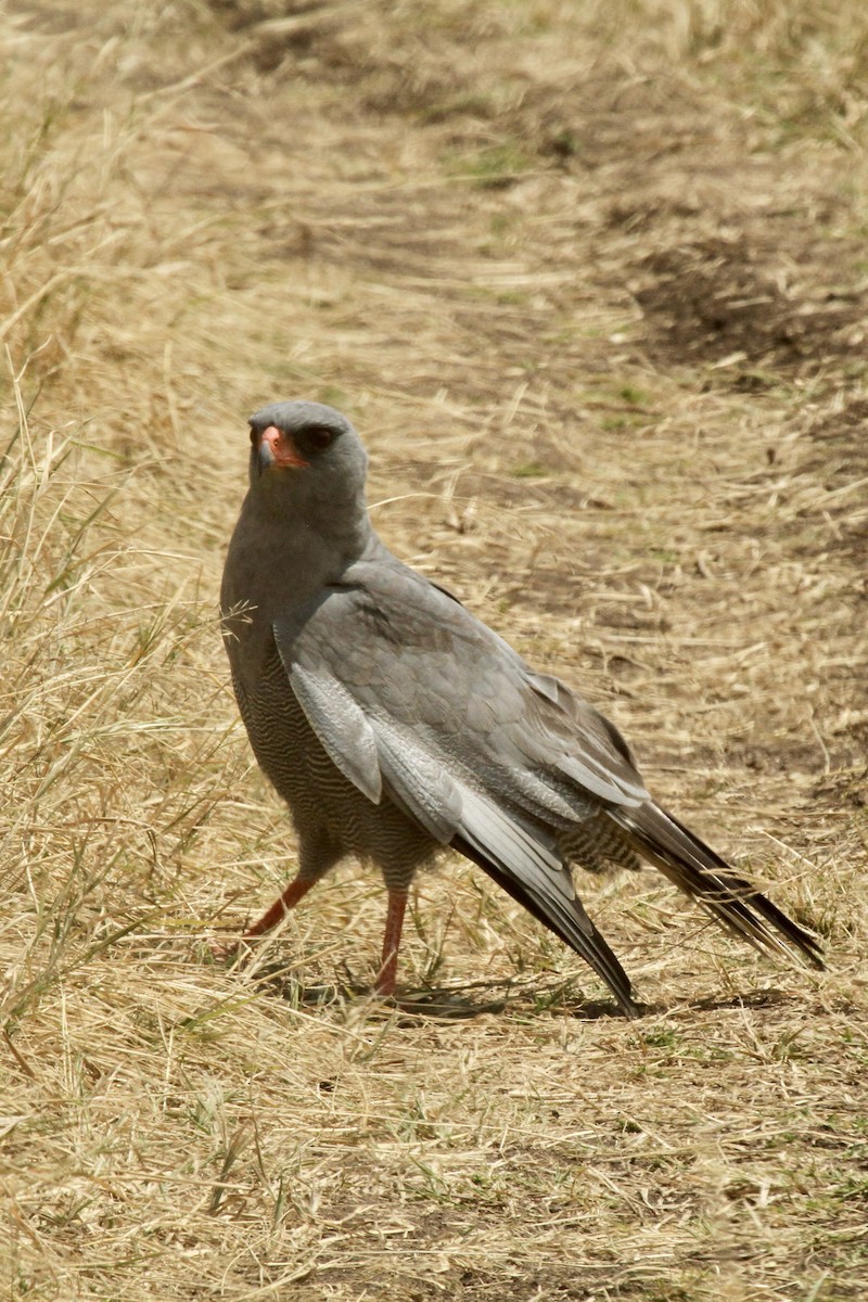 Dark Chanting-Goshawk - ML620564334