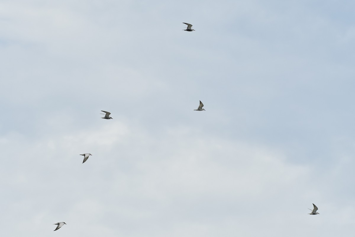 Whiskered Tern - ML620564340