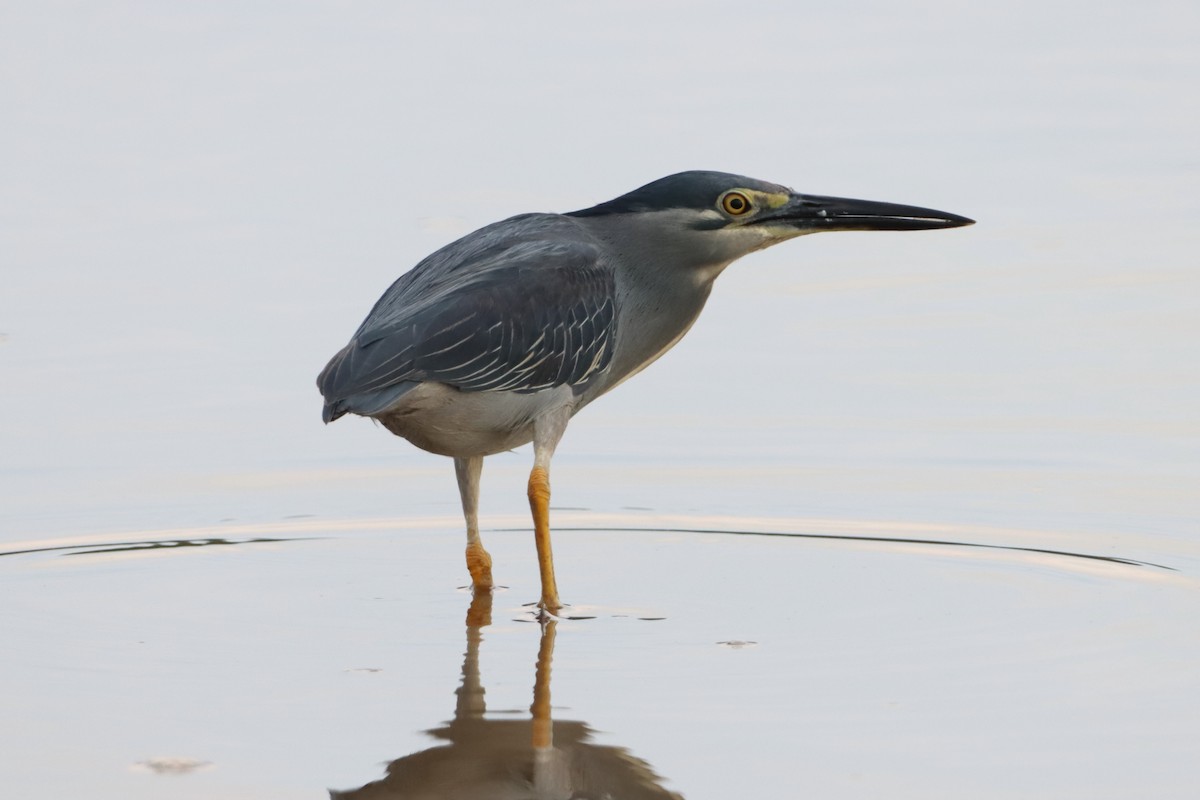 Striated Heron - ML620564342