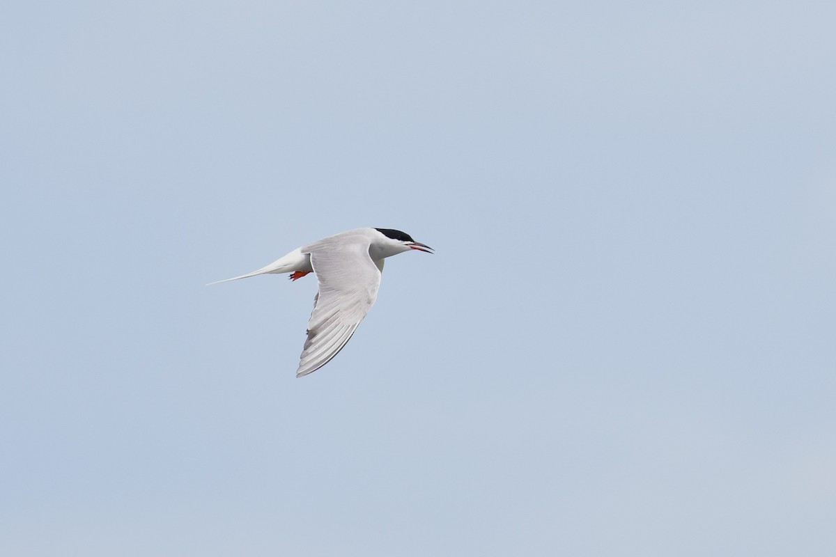 Common Tern - ML620564343