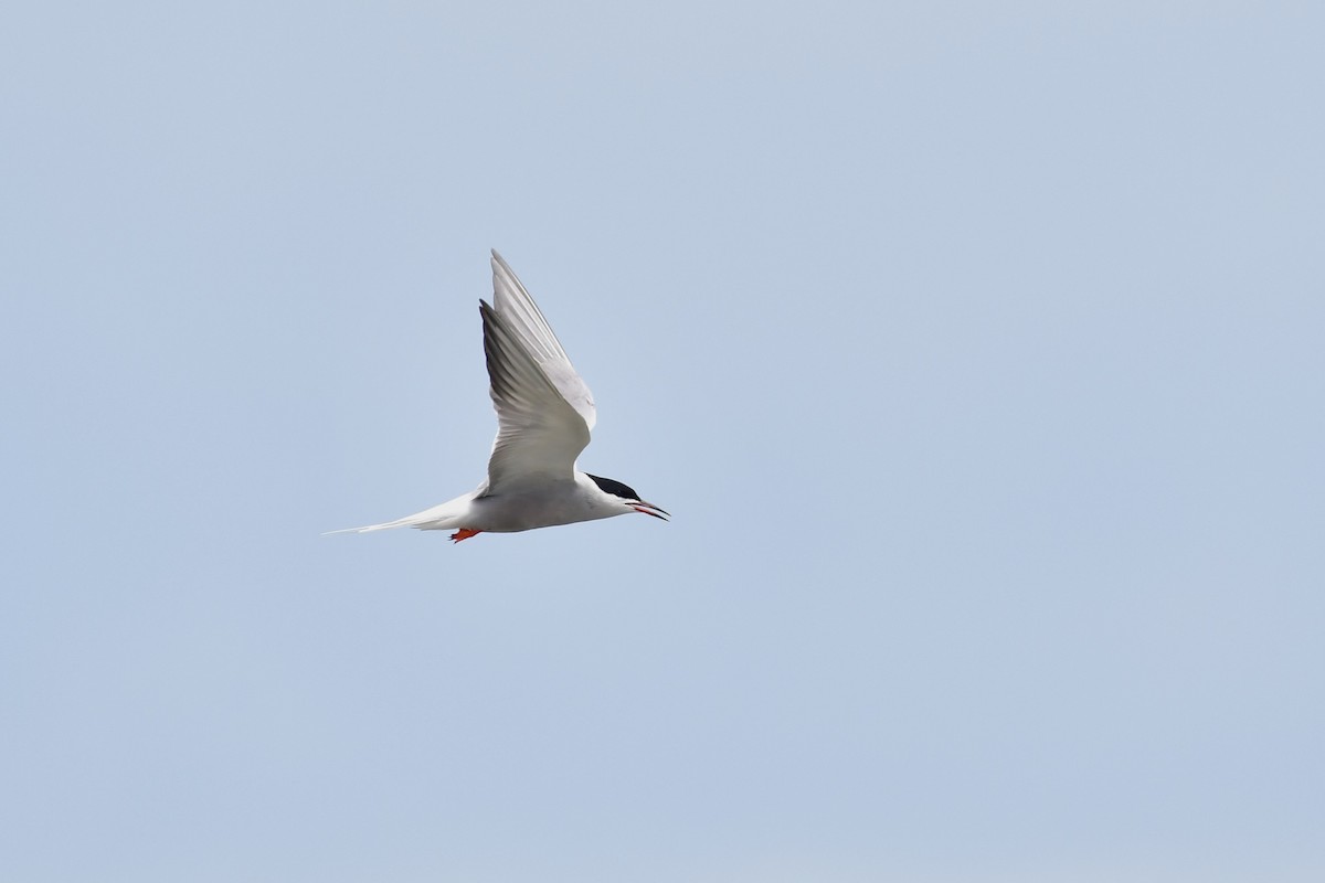 Common Tern - ML620564344