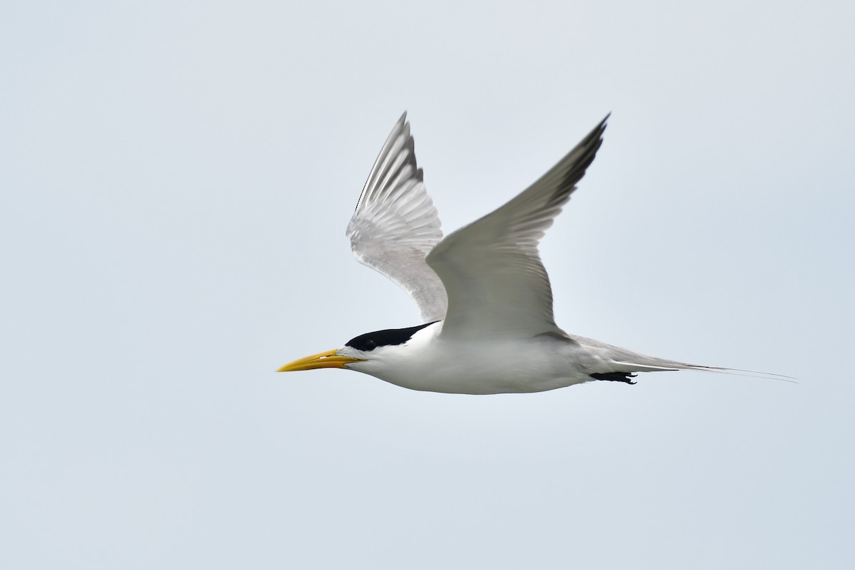 Great Crested Tern - ML620564345