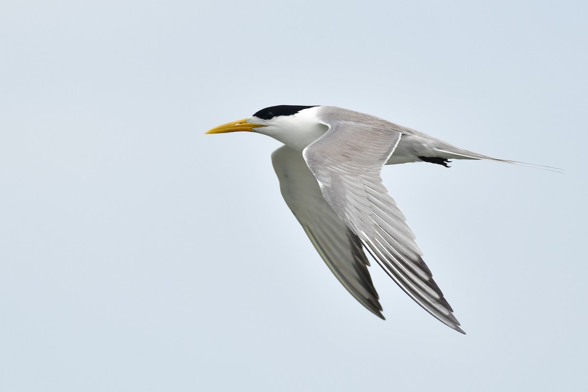 Great Crested Tern - ML620564346