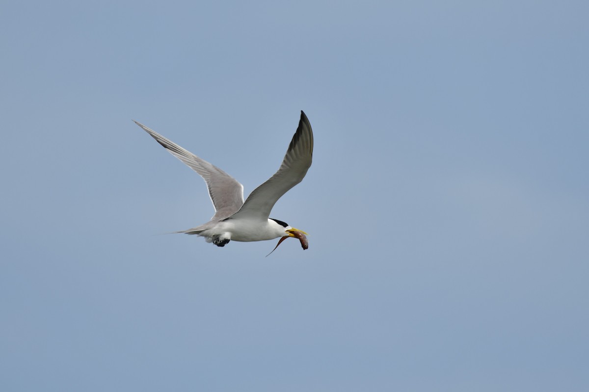 Great Crested Tern - ML620564348