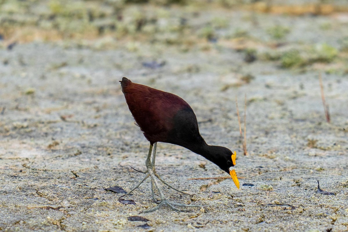 Northern Jacana - ML620564351