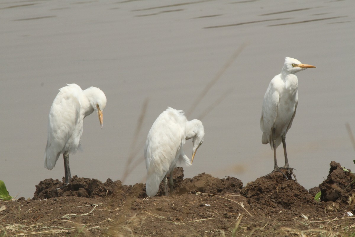 Yellow-billed Egret - ML620564355