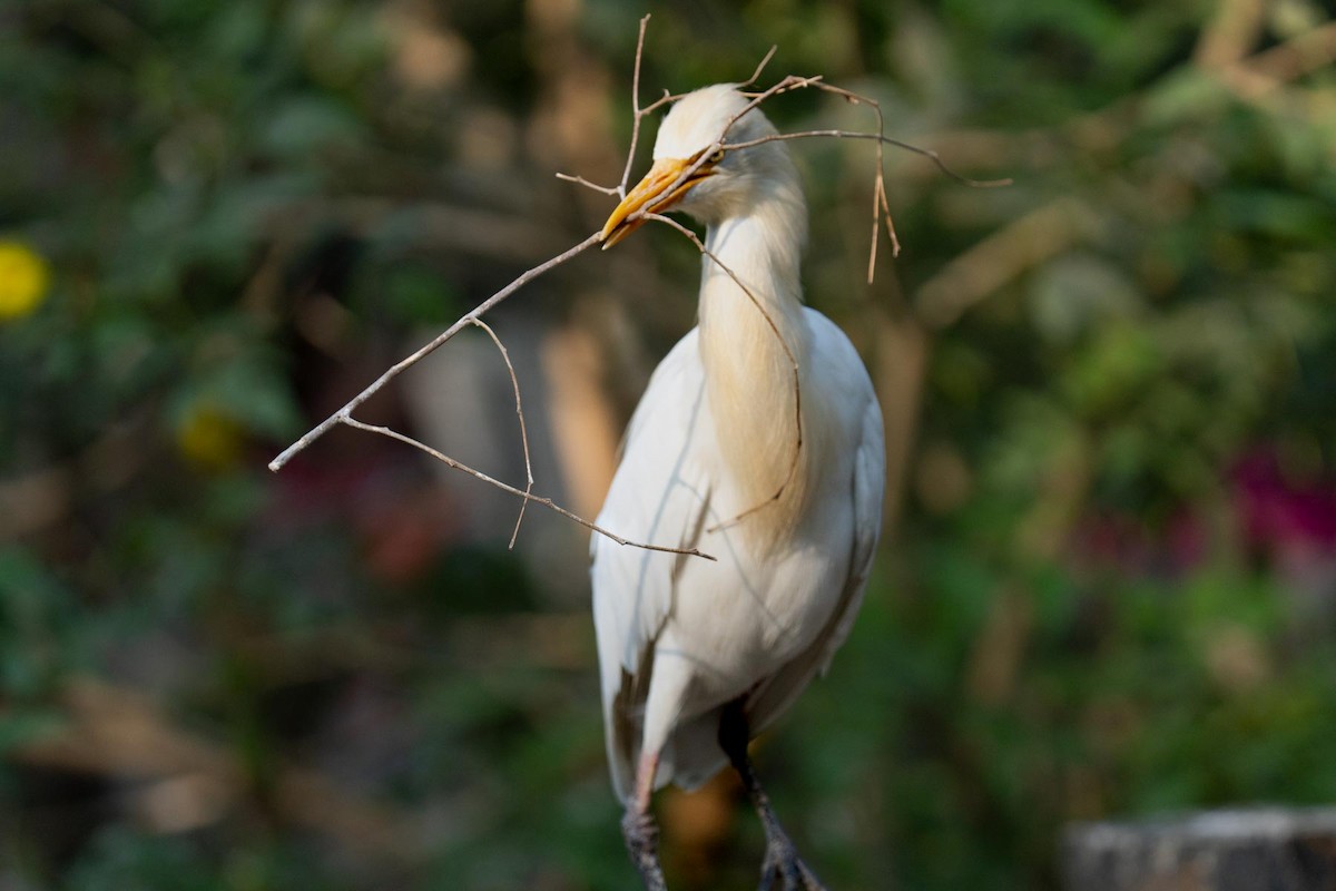 Western Cattle Egret - ML620564360