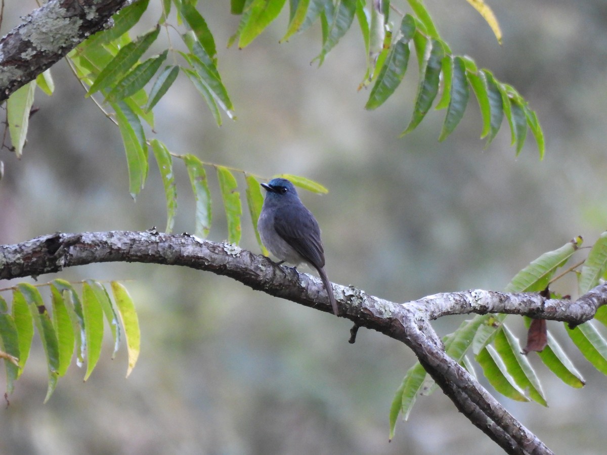 Dull-blue Flycatcher - ML620564364