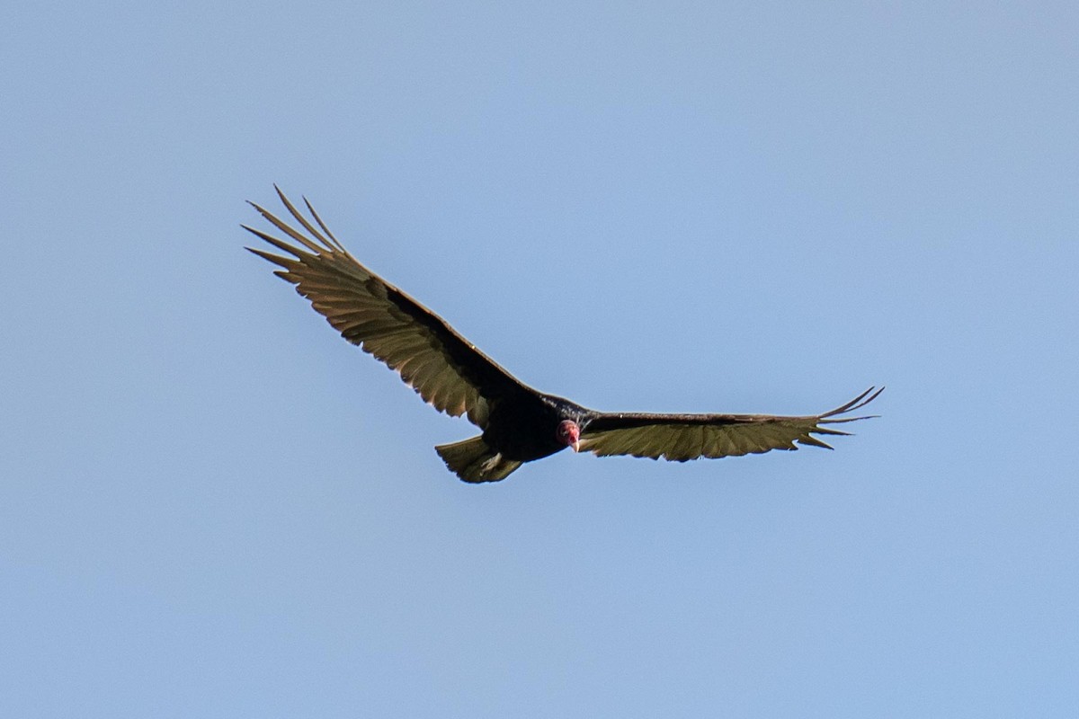Black Vulture - ML620564365