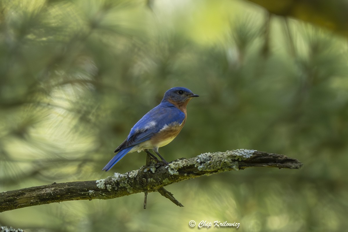 Eastern Bluebird - ML620564366