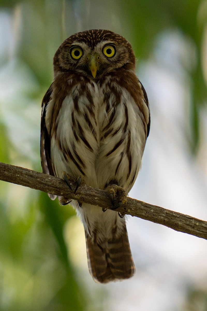 Ferruginous Pygmy-Owl - Jango Unwalla