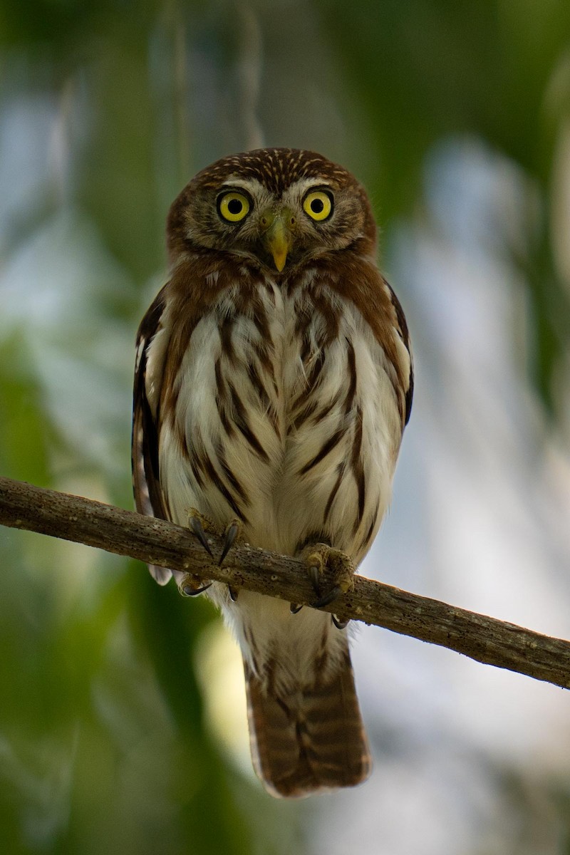 Ferruginous Pygmy-Owl - ML620564379