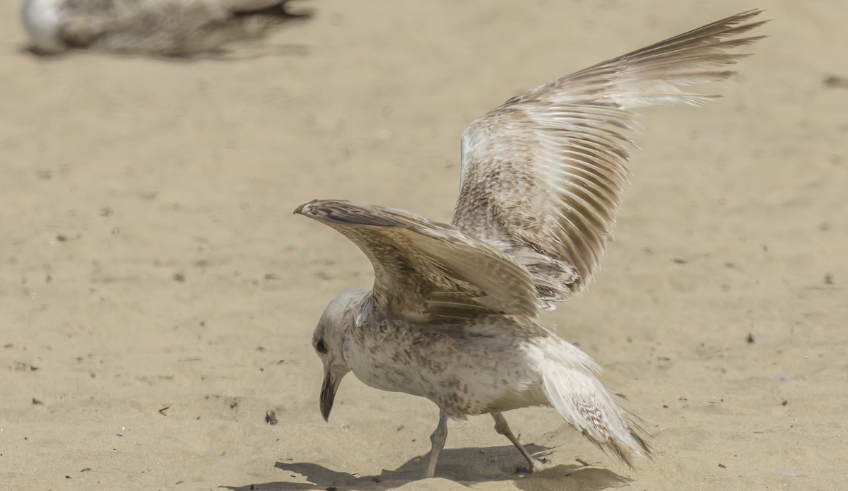 Gaviota (Larus) sp. - ML620564383